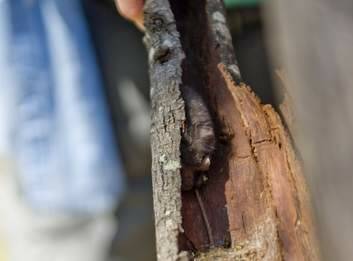 Dr Rayor discovers a small bat sleeping in the bark of a tree. Photo: Jay Cronan