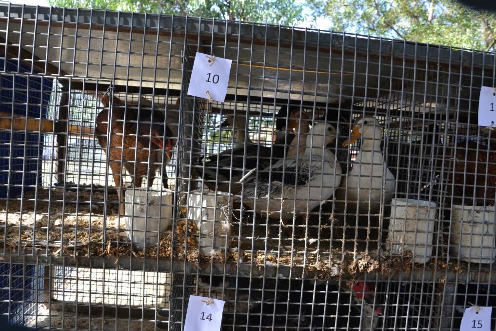 Ducks were left in these cramped cages without water for several days, the RSPCA says. Photo: RSPCA