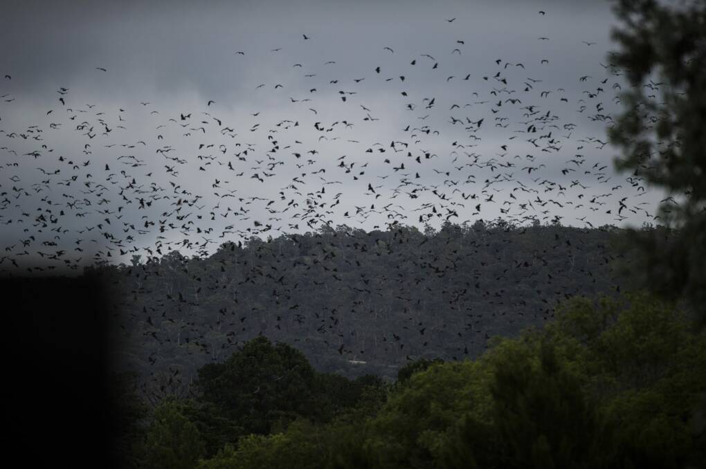 Grey-headed flying foxes flood the skies above Canberra on Australia Day 2015 Photo: Rohan Thomson