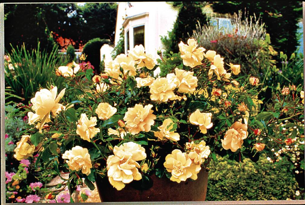 Ignore carpet roses and you'll still get massed blooms. Tend them, and you will have glorious abundance. Photo: Supplied