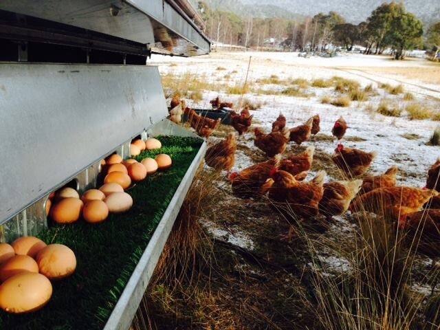 Chickens in the snow at Paddock Perfect in Jindabyne. Photo: Supplied