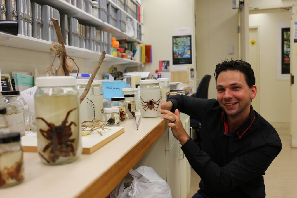 Dr Danilo Harms, an international spider expert from Germany’s Centre for Natural History, visits Queensland Museum to work on an updated and illustrated catalogue of more than 500 spider species. Photo: Jocelyn Garcia