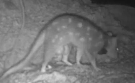 Pregnant eastern quolls with bulging pouches have been captured in video taken at Mulligans Flat Sanctuary. Photo: Screenshot