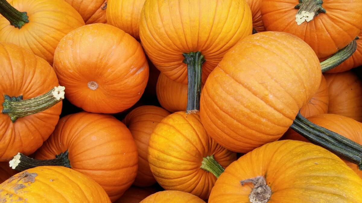 Potimarron pumpkins, a French heirloom variety with a flavour reminiscent of chestnuts. Photo: Supplied