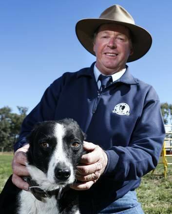 Jim Dodge with his dog Cossie won the National Sheep Dog Trials at the Hall Showground with a final score of 98 and 95. Photo: Jeffrey Chan
