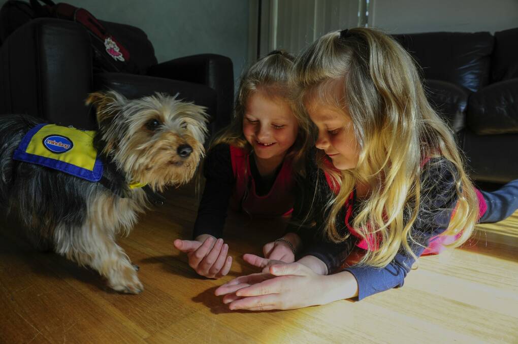 Identical twins, Hannah and Olivia Weber aged 7 have type 1 diabetes will attend Ainslie Primary School with their dog Molly. Photo: Melissa Adams