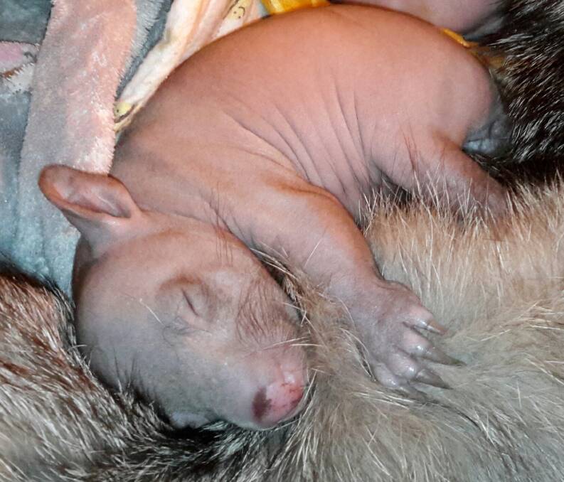 A wombat joey, found on the side of the road, is being nursed back to health by ACT Wildlife volunteers. Photo: ACT Wildlife