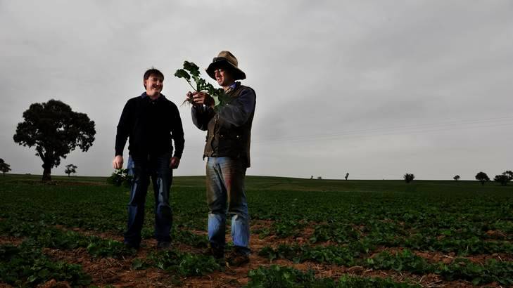 Agronomist Andrew Daley and Harden farmer James Bowman inspect the new canola crop. Photo: Jay Cronan
