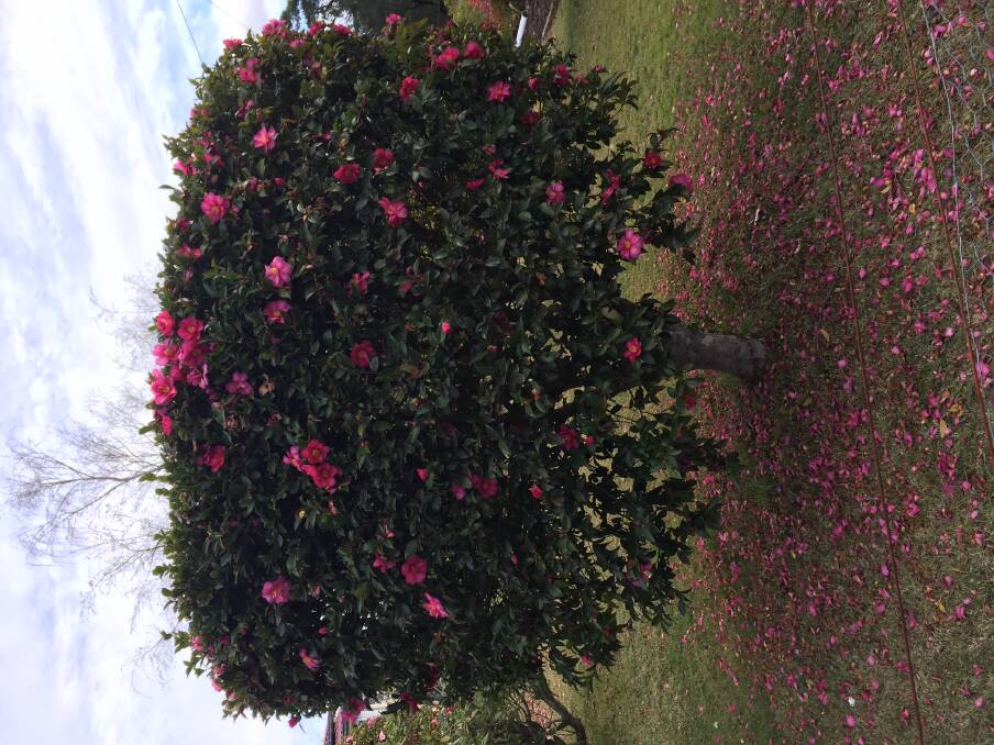 Only time or thousands of dollars will get you a mature camellia tree. Photo: Supplied
