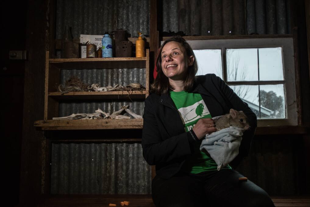 Ecologist Kate Grarock with Brian the bettong. Photo: Karleen Minney