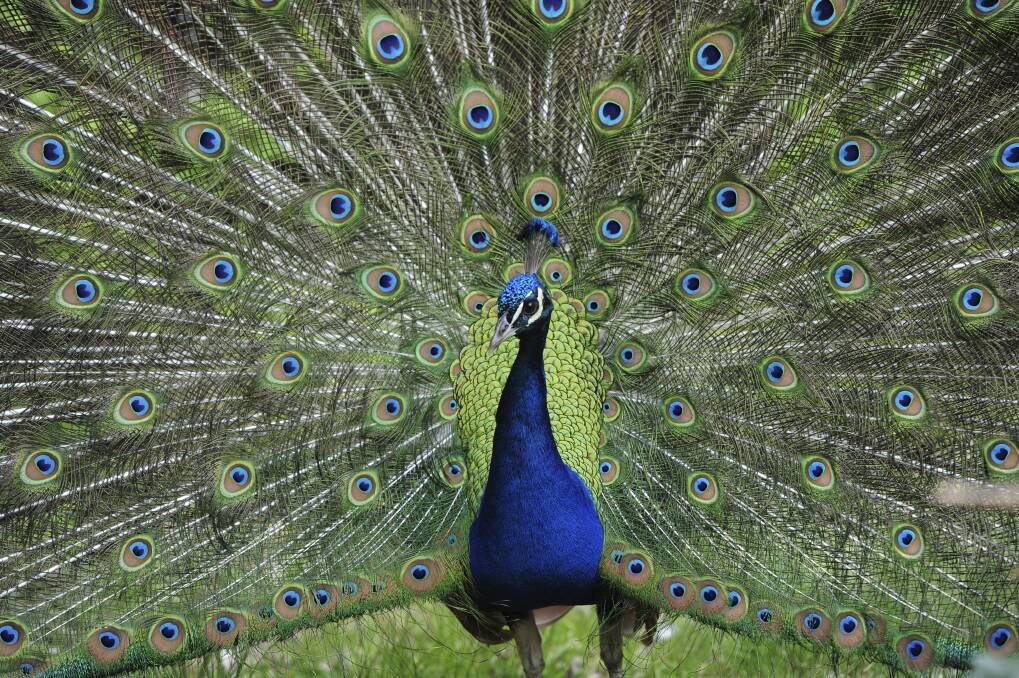 A glamorous Narrabundah peacock.  Photo: Graham Tidy