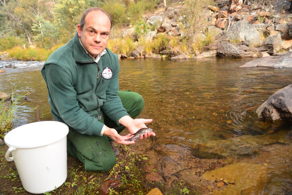 ACT Parks and Conservation Service aquatic ecologist Matt Beitzel collects Macquarie Perch from Cataract Dam in Sydney. Photo: Mark Jekabsons