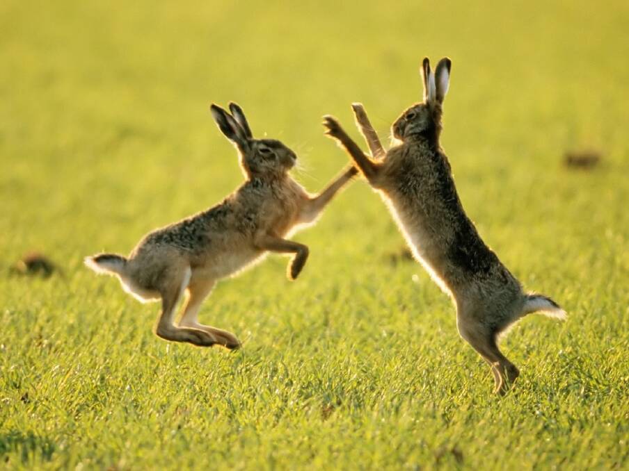 Imagine, if you will, hares boxing on the lawn of The Lodge.