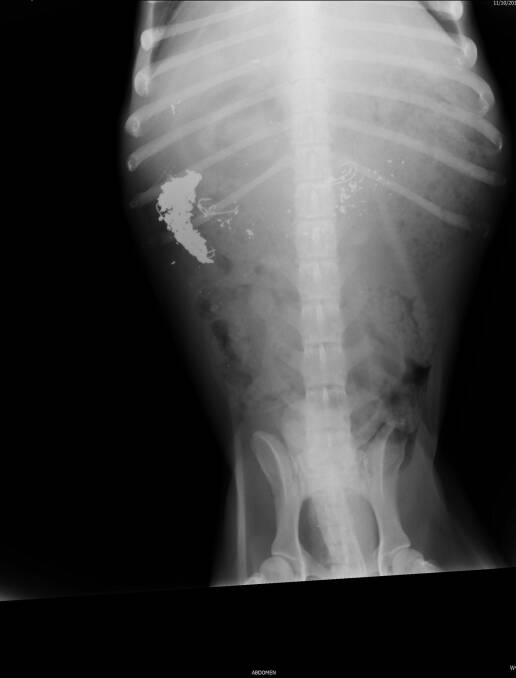 An x-ray showing metallic substances and fish hooks ingested by a dog. Photo: Supplied