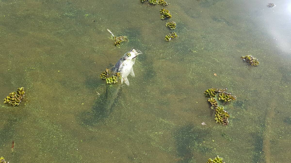 Pest Fishing Adventures co-founder Nicole also spotted a dead catfish in the lake. Photo: Pest Fishing Adventures