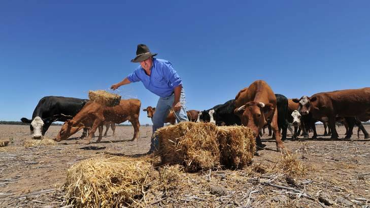 Wean farmer Rod Barnes hand feeds his cattle. Photo: Paul Mathews