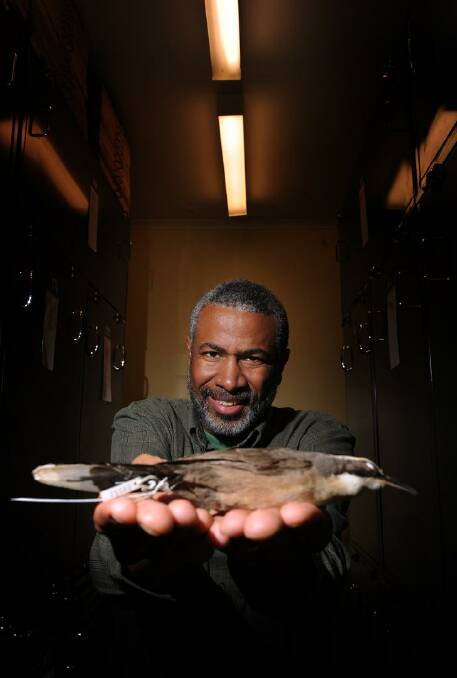 Professor Scott Edwards, one of the world's leading authorities on songbirds, holds a Grey-Crowned Babbler in the vaults at the CSIRO. Photo: Colleen Petch
