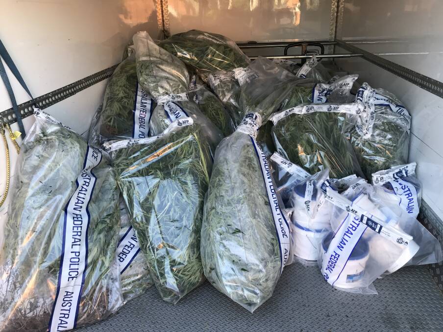 Police seized more than 180 cannabis plants, pictured, from a house in Downer on Tuesday afternoon.  Photo: ACT Policing