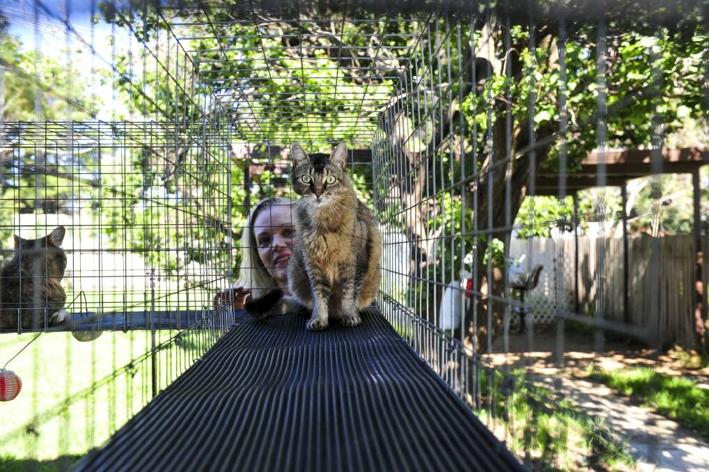 Victoria Worley, of Kingston, keeps her four cats in an enclosure attached to her house. Photo: Melissa Adams