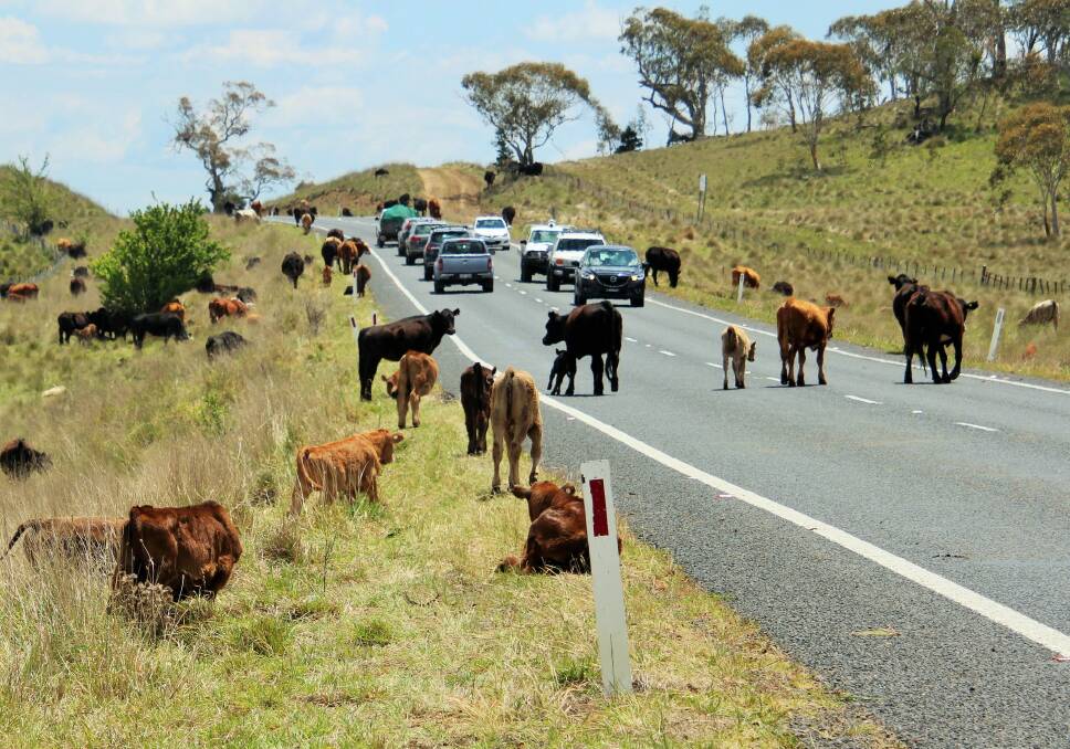 Cars share the road with grazing cattle on the long paddock near Cooma. Photo: Dave Moore