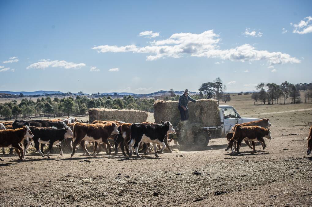 Cattle following the truck with hay Photo: Karleen Minney