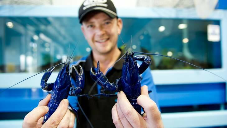 Ocean Fresh Seafoods Tom Ahern shows off two Western Australian Blue Marron. Photo: Jay Cronan