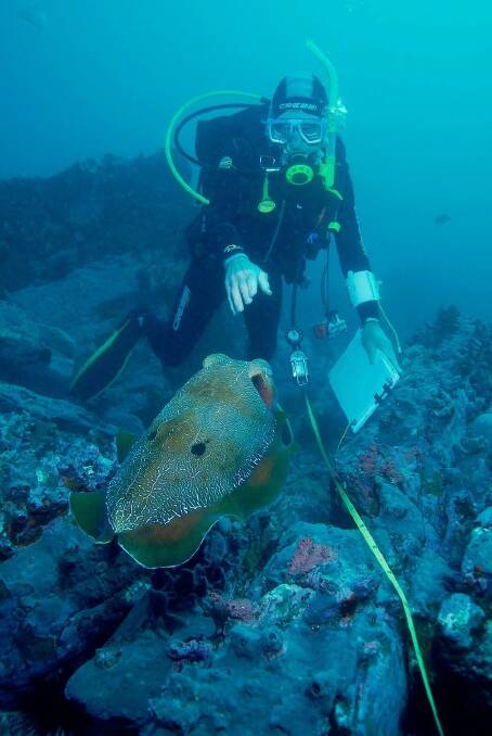 Bill Barker saying hello to a giant cuttlefish while doing a marine life survey on the South Coast. Photo: Andrew Green