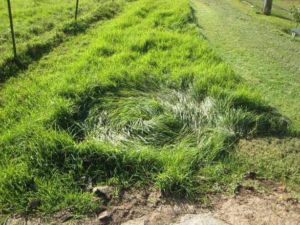 Freshly formed "crop circles" at Central Tilba? Photo: Narooma News