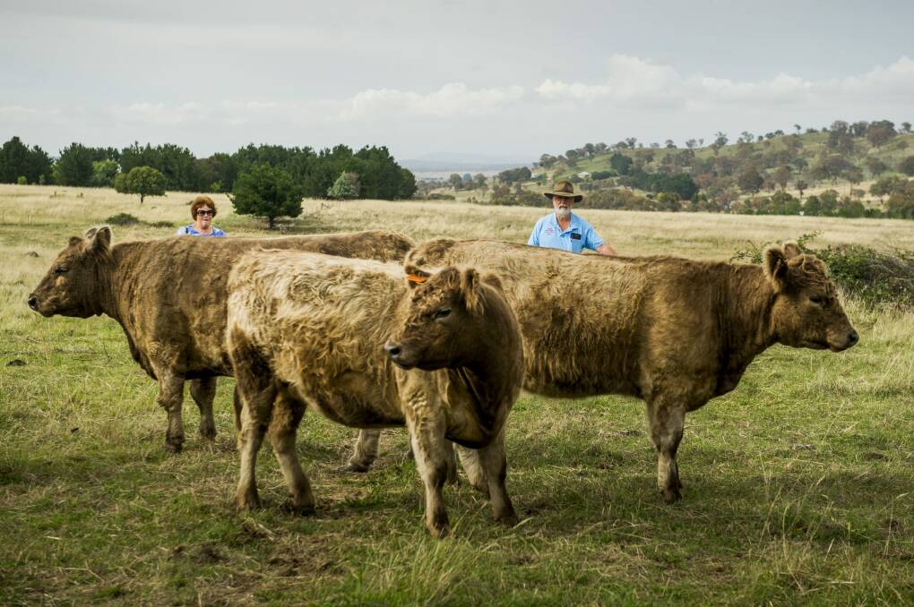 Galloway cattle farmers Chris and Greg Stuart at Minto, near Hall. Photo: Jay Cronan