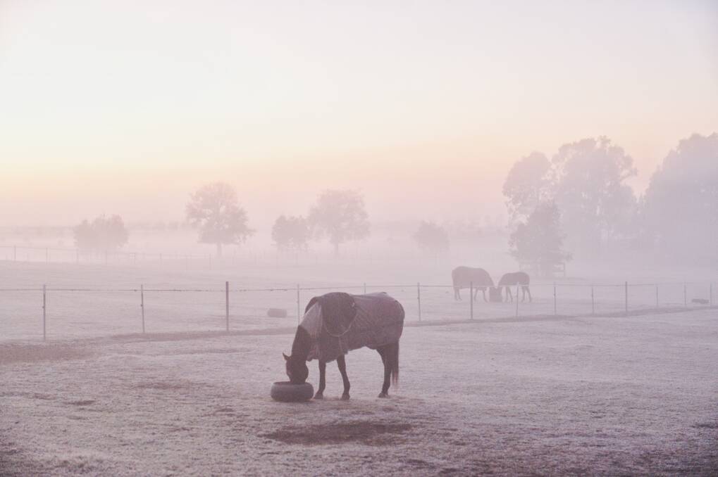 It was a foggy and frosty morning at Richmond in Sydney. Photo: Nick Moir