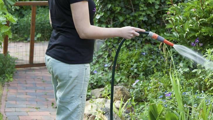 Most of the top-watering of plants and lawns is likely to do more harm than good. Photo: Supplied