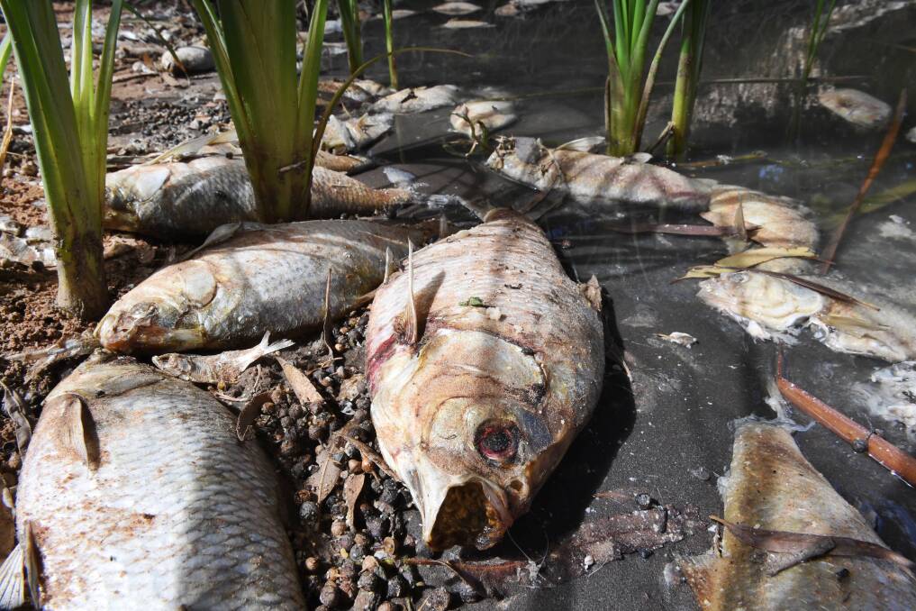 A mass fish kill in the Darling River at Menindee left hundreds of stinking carcasses. Photo: Nick Moir