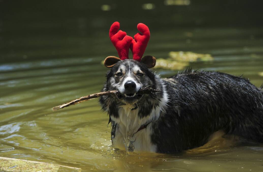 Santa Paws is coming to town: Mollie cools off at a Christmas party at Murrumbateman Winery for dogs. Photo: Graham Tidy