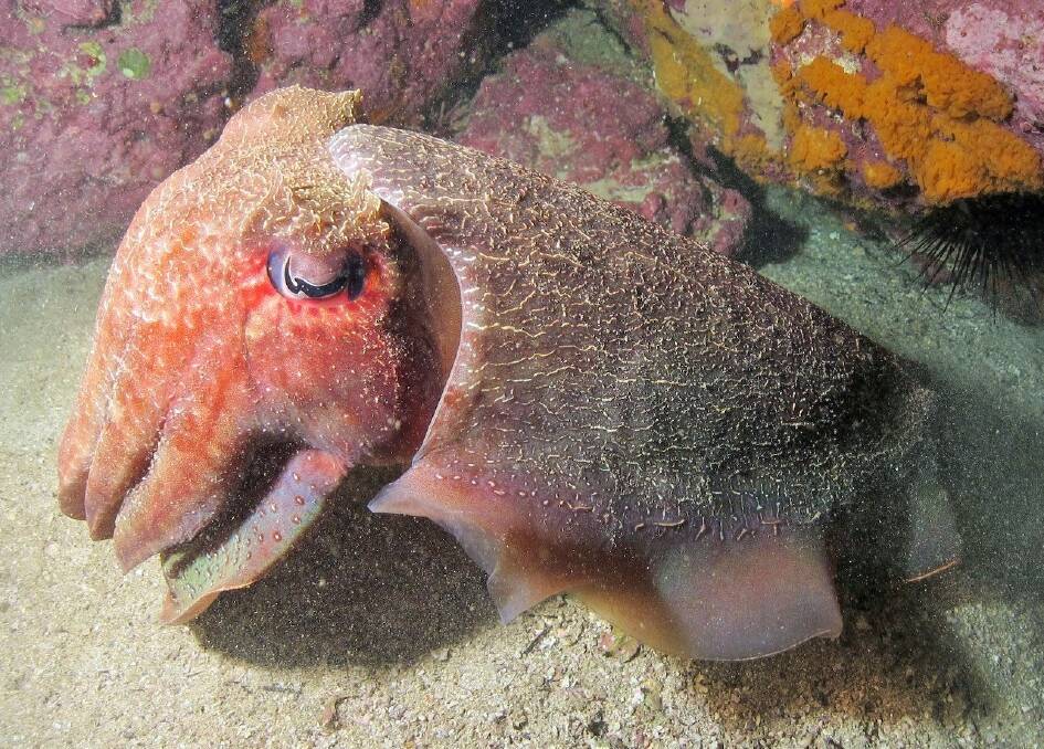 The giant cuttlefish is a master of camouflage, and is able not only to change its colour but also the texture of its skin. Photo: Bill Barker