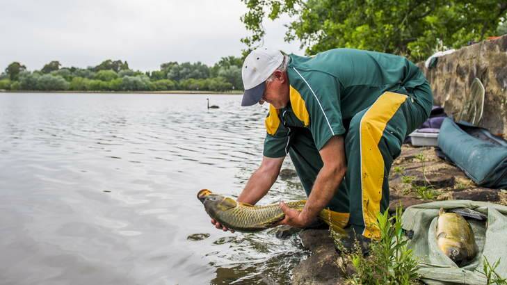 A competitor releases a large carp back into the lake near Bowen Park during the Canberra Classic fishing competition on Friday, December 7. Photo: Rohan Thomson