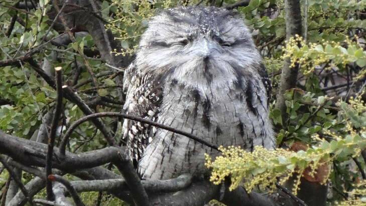 God's gift to cool ... A Tawny Frogmouth in a Queanbeyan garden.