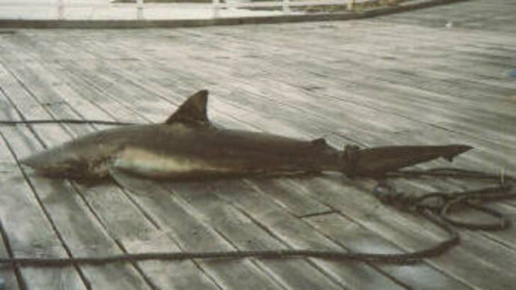 Archive photograph of a shark caught off Tathra Wharf. Photo: Bluemako
