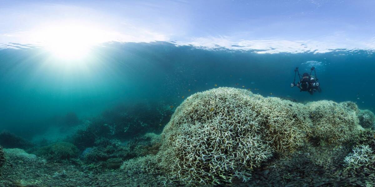 Coral bleaching near Lizard Island on the Great Barrier Reef during 2016. Photo: EarthJustice, EJA