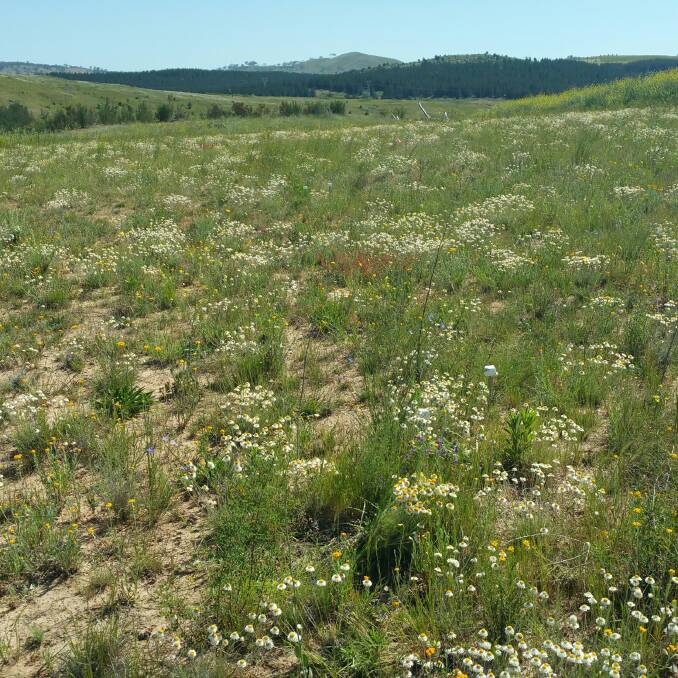 The site planted with native grasses and wildflowers. Photo: Supplied
