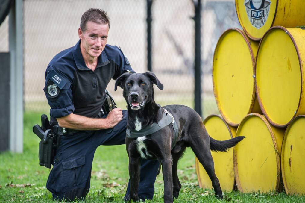 The "1-in-a-1000" federal police sniffer dog Chase, and his handler, leading senior constable Simon Aldridge. Photo: Karleen Minney
