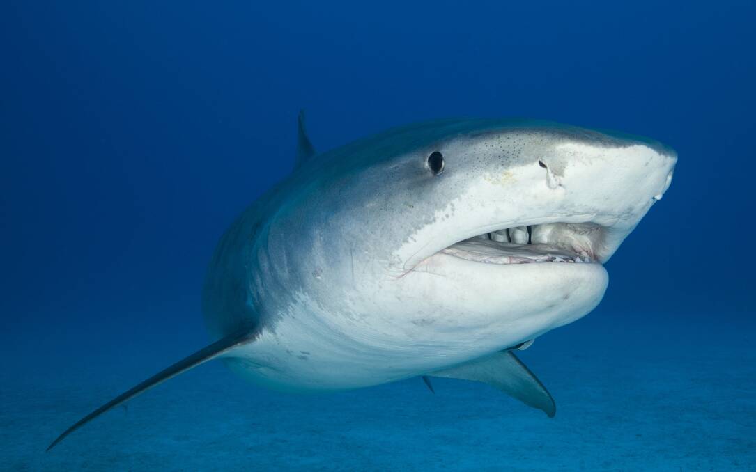 Mr Gustafson said a sensor on sharks' "snouts" helped them find prey in dirty water. (File Image) Photo: Supplied