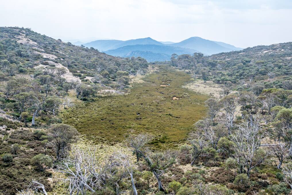 An alpine sphagnum bog at the source of the Cotter River in the Namadgi National Park, a fragile source of  Canberra's water supply. Photo: Justin McManus