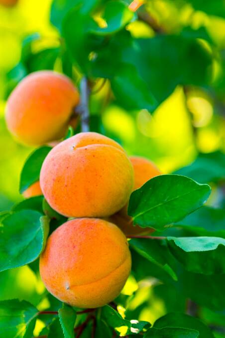 Ripe apricots are a seasonal joy. Photo: Adyna