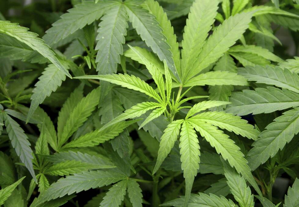 Cannabis plants: Drug Free Australia has outlined seven primary objections to medical cannabis use in the ACT.