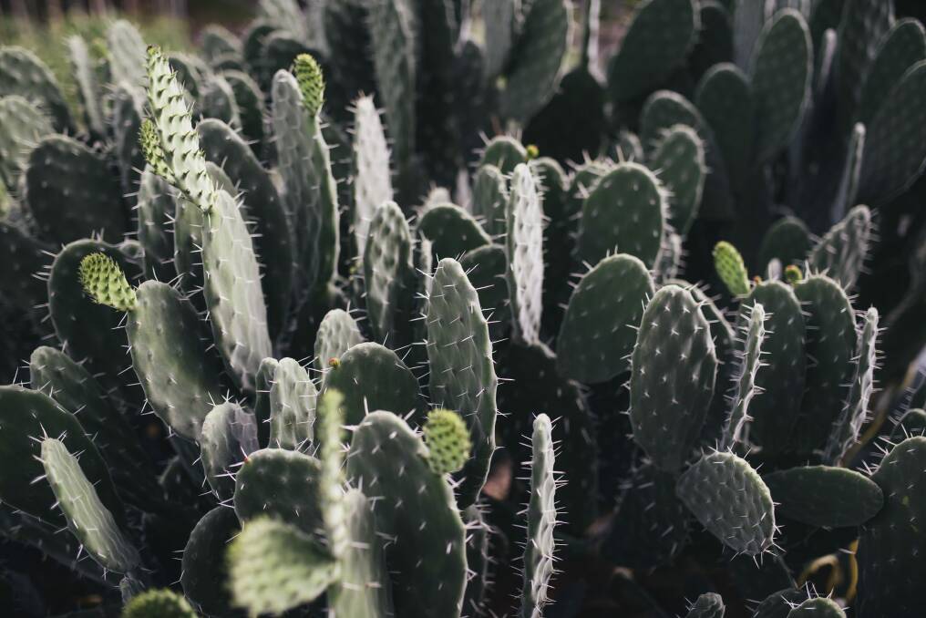 The prickly pear cactuses in Judy Bamberger's O'Connor nature strip garden. Photo: Rohan Thomson