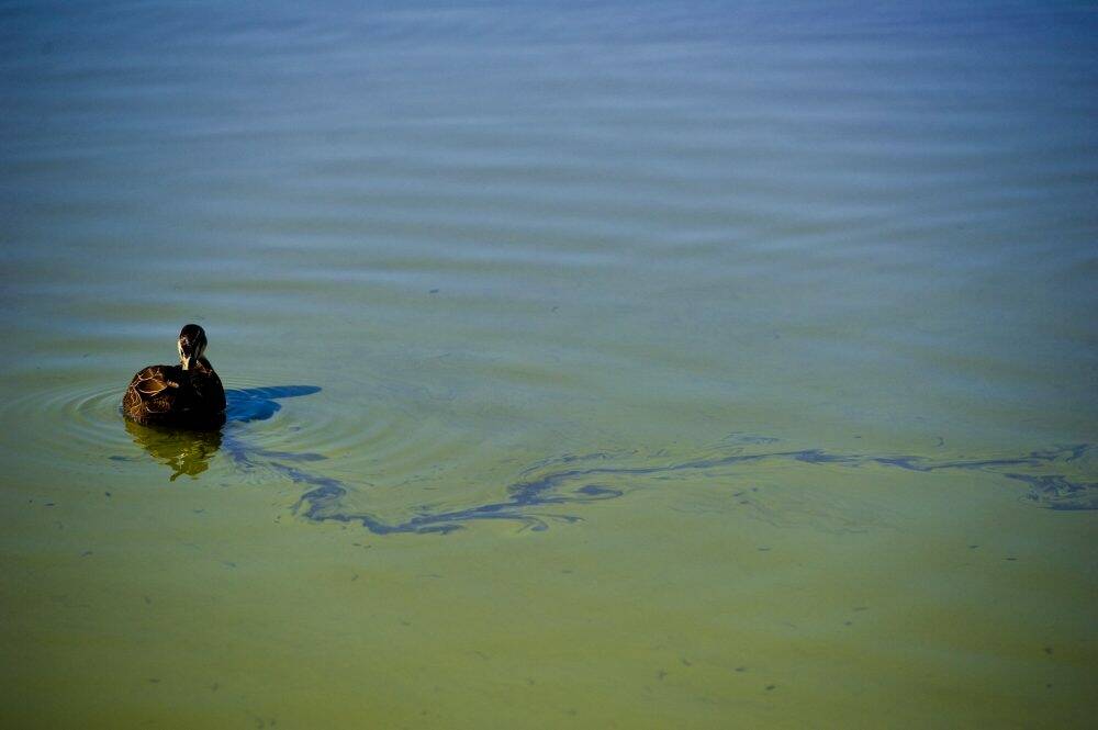 Blue-green algae blooms in Lake Tuggeranong in 2014. Photo: Jay Cronan