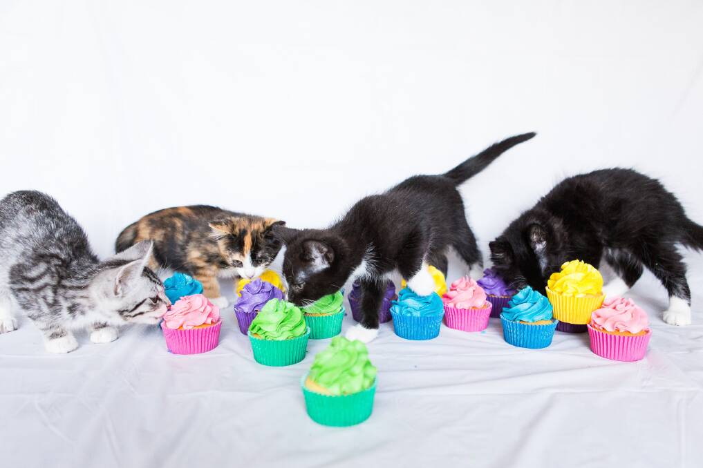 The RSPCA's Cupcake Day officially takes place on August 20, but people are encouraged to host an event any time during August or September. Photo: Supplied