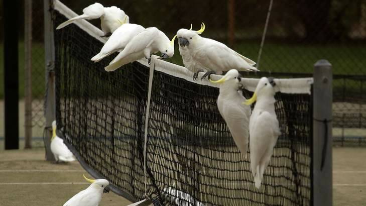 Cockatoos at Ainslie Tennis Club. Photo: David Flannery