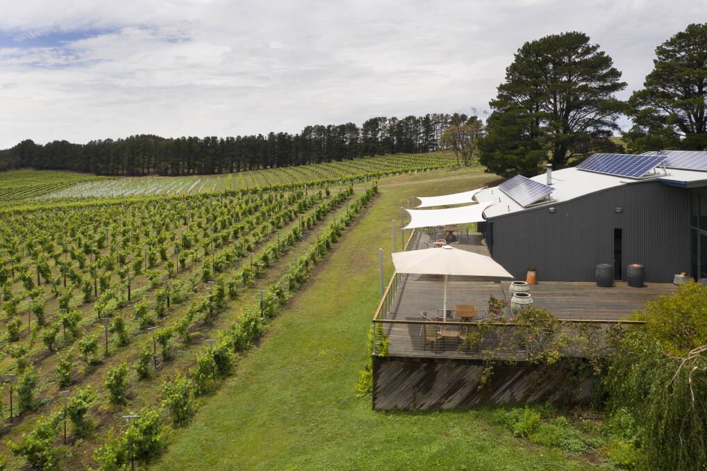 Vines at Lark Hill winery.  Photo: Sitthixay Ditthavong