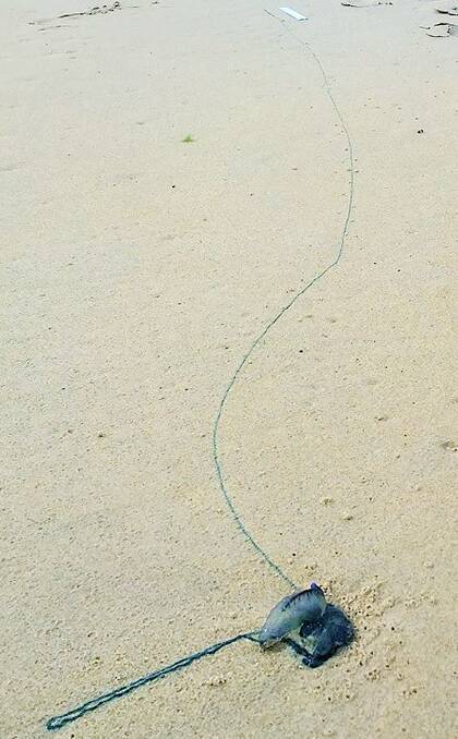 What's the longest blue bottle tentacle you've found washed up on a south coast beach this summer?  Photo: Alan Nicol